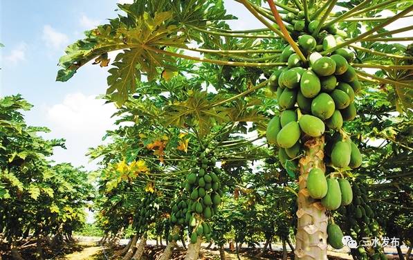 十大富硒的水果(水果富硒的成本造价)-硒宝网