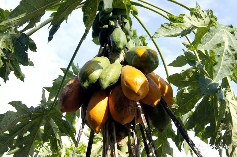 十大富硒的水果(水果富硒的成本造价)-硒宝网