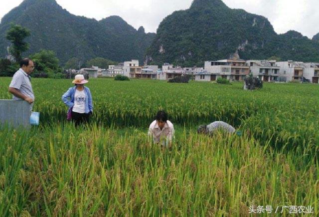 富硒水果第一名（水果富硒的成本造价）-硒宝网