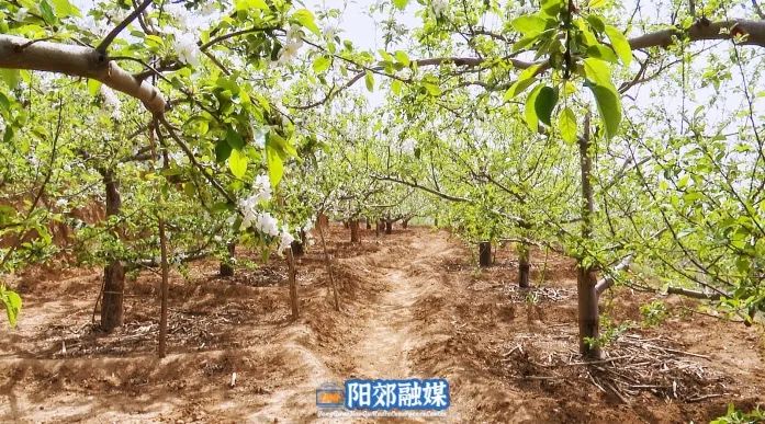 十大富硒的水果（水果富硒有机无公害的认证）-硒宝网