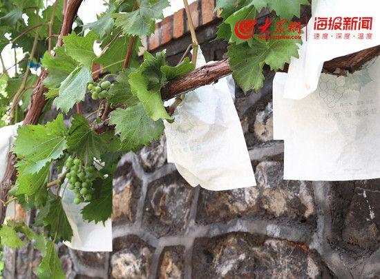 水果店富硒葡萄（富硒葡萄的口感）-硒宝网