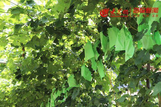 水果店富硒葡萄（富硒葡萄的口感）-硒宝网