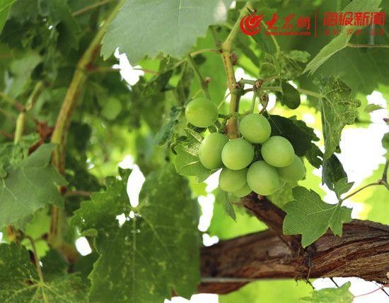 水果店富硒葡萄（富硒葡萄的口感）-硒宝网