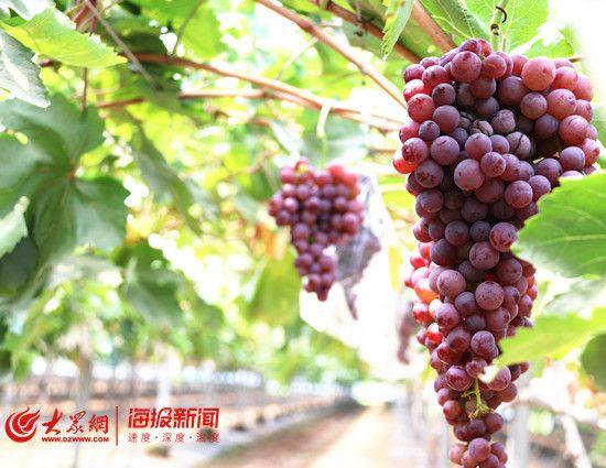 水果店富硒葡萄（富硒葡萄的口感）-硒宝网