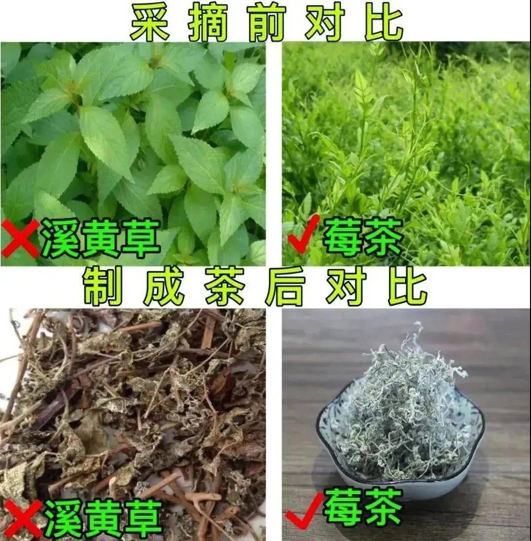 藤匠人富硒莓茶(藤茶视频)-硒宝网