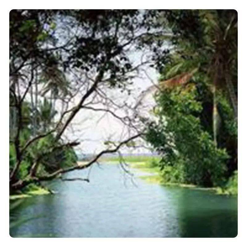 藤匠人富硒莓茶(藤茶视频)-硒宝网