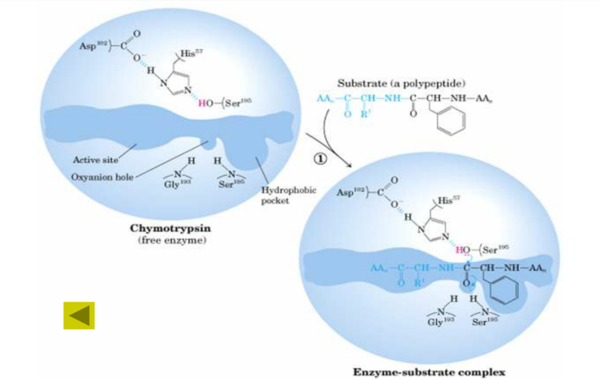 硒产品应用指南（应用指南产品硒含量高吗）-硒宝网