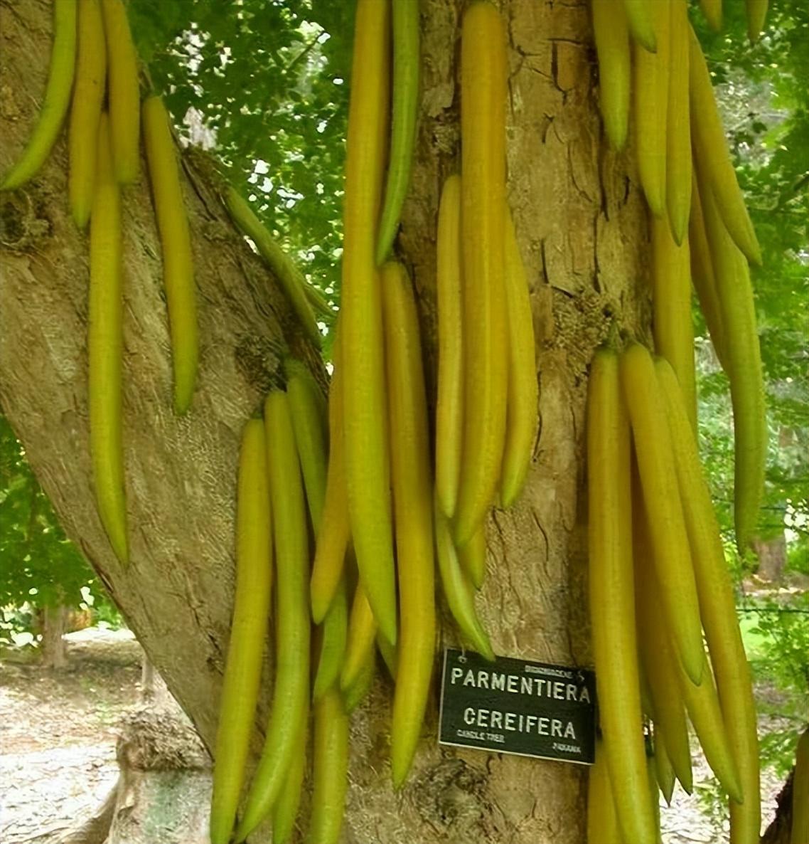 硒产品应用指南（应用指南产品硒含量高吗）-硒宝网