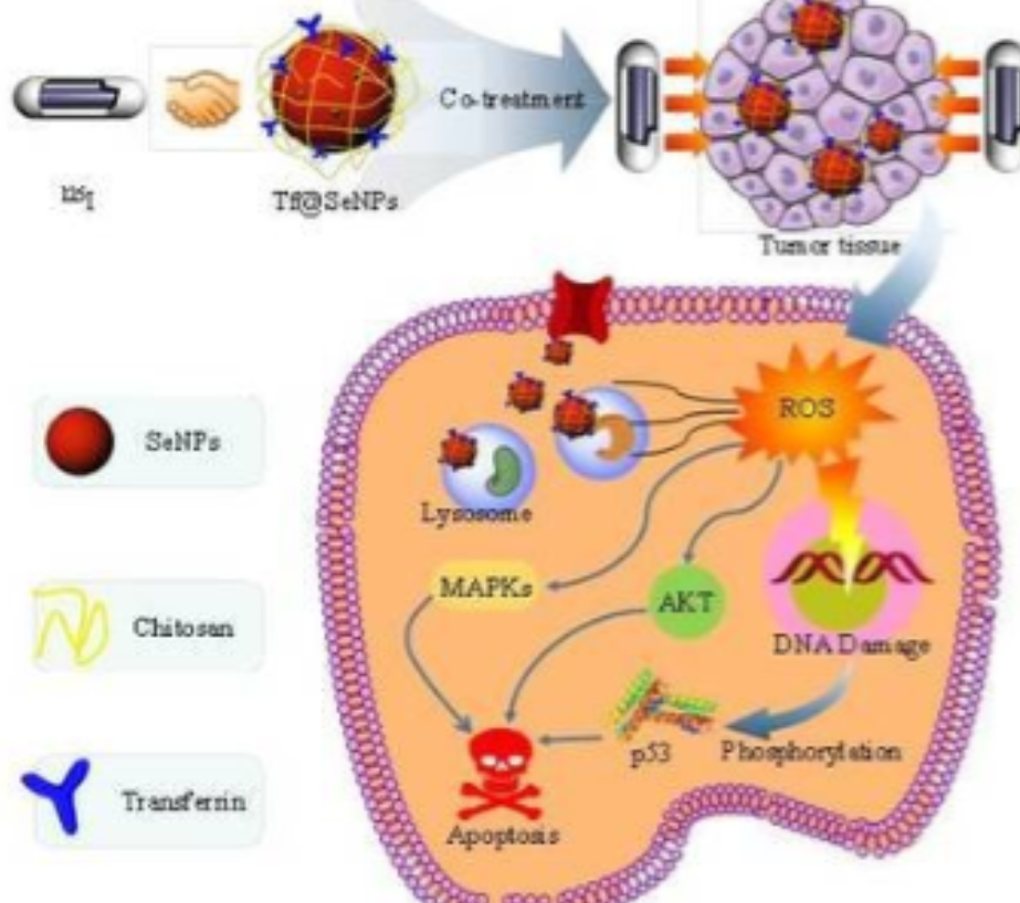 硒产品应用指南（应用指南产品硒含量高吗）-硒宝网