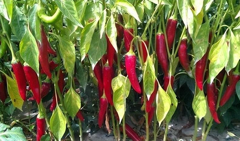 硒产品应用指南（应用指南产品硒含量高吗）-硒宝网