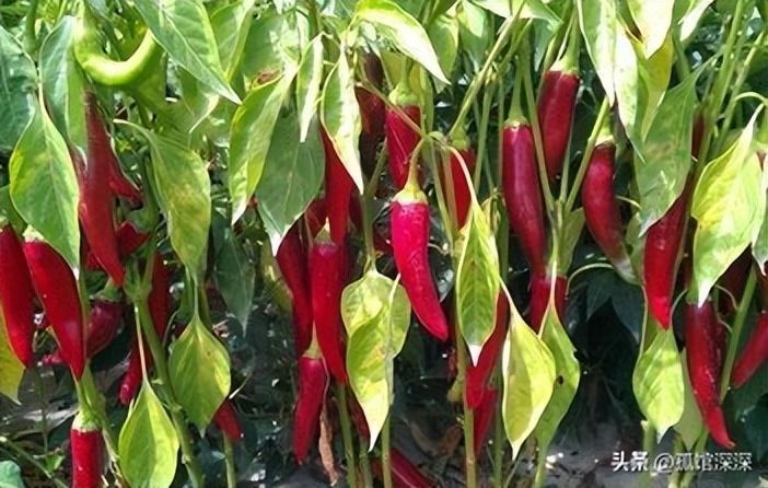 硒产品应用指南（应用指南产品硒含量高吗）-硒宝网