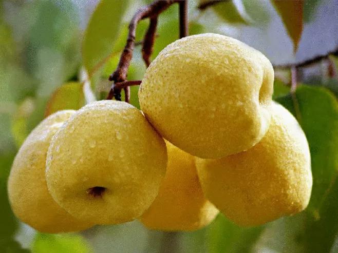 富硒特产水果店(富硒果蔬)-硒宝网