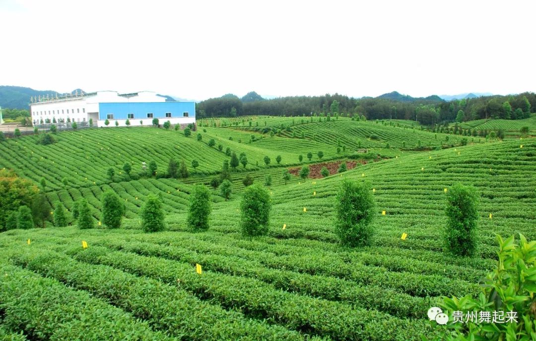 锌硒茶产品简介(锌硒茶的功效与作用)-硒宝网
