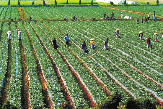 硒与农产品品质(农品质产品硒含量高吗)-硒宝网