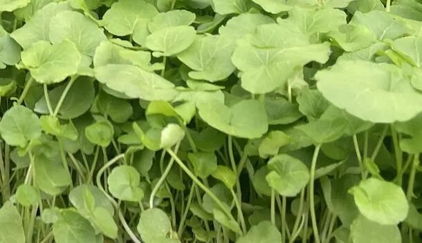 恩施特色硒产品(恩施硒产品有哪些)-硒宝网