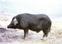 恩施最富硒产品(湖北恩施富硒产品)-硒宝网