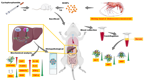 硒产品抗癌用量(硒抗癌症)-硒宝网