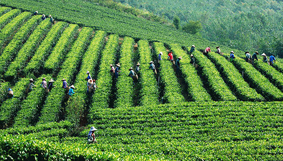 湖北鹤峰硒产品(鹤峰硒茶价格)-硒宝网