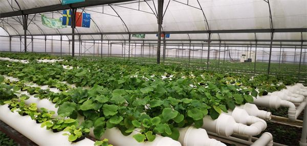 恩施硒产品直播(湖北恩施硒产品哪个好)-硒宝网