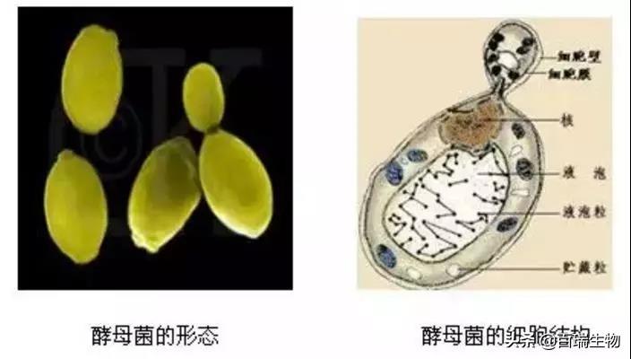 酵母硒产品介绍(硒酵母成分)-硒宝网