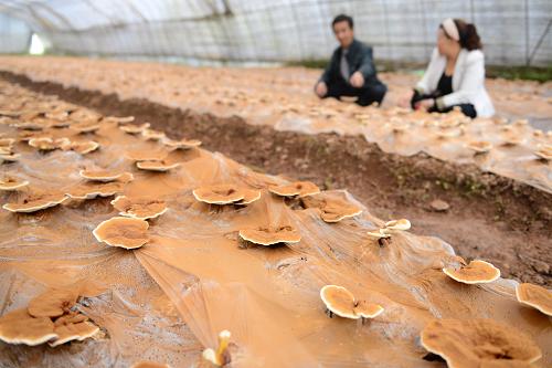 恩施硒产品传销(恩施富硒产品是传销吗)-硒宝网