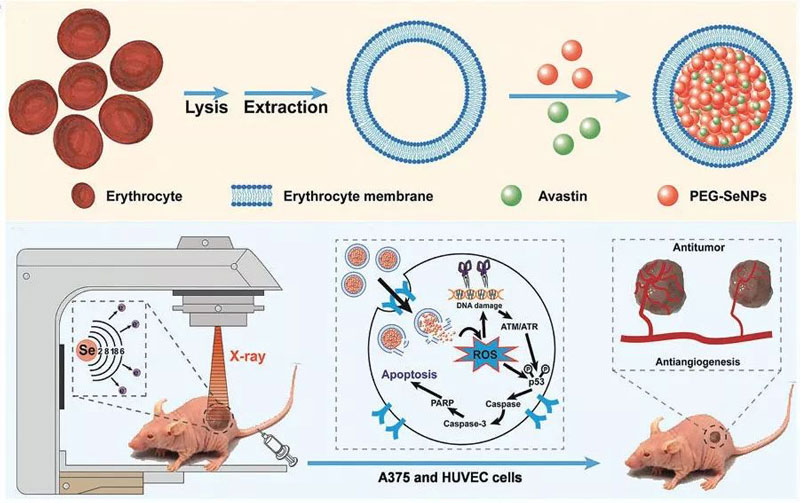 硒产品抗癌防癌（抗癌硒片哪种最好）-硒宝网