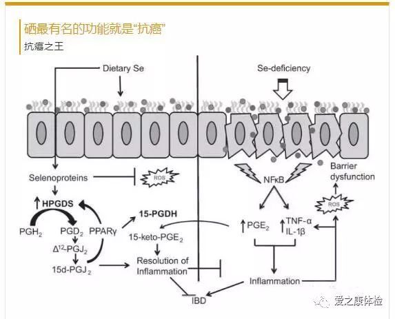 硒产品抗癌防癌(抗癌硒哪个牌子好)-硒宝网