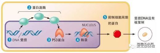 硒产品抗癌防癌(抗癌硒哪个牌子好)-硒宝网