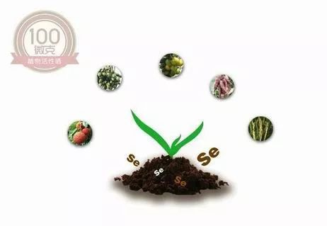 美国硒产品公司（美国硒品牌前十名）-硒宝网