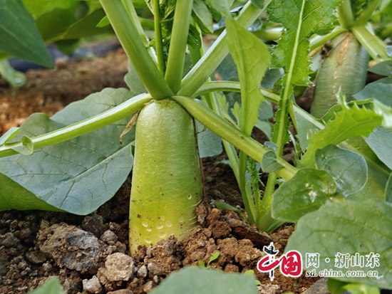 硒肥有哪些产品(硒肥主要成分)-硒宝网