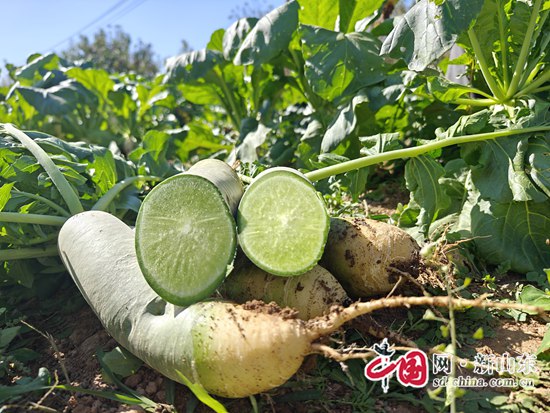 硒肥有哪些产品(硒肥主要成分)-硒宝网