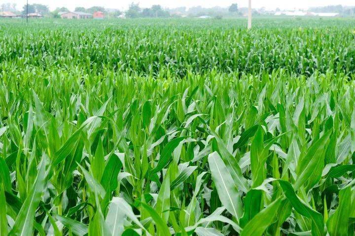 硒肥有哪些产品(硒肥有哪些)-硒宝网