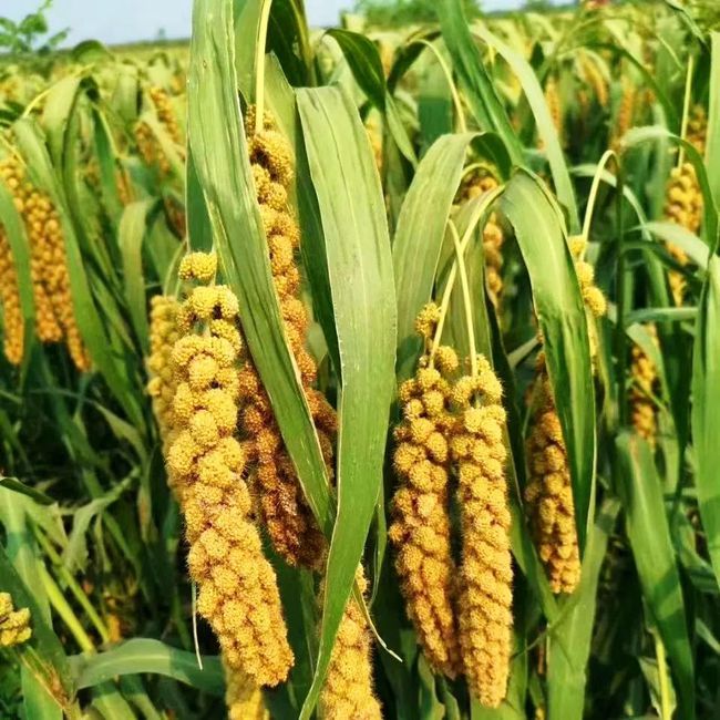 硒肥有哪些产品(硒肥有哪些)-硒宝网