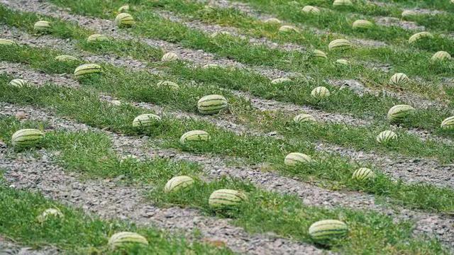 硒砂瓜产品定位(硒砂瓜地征收的补偿标准)-硒宝网