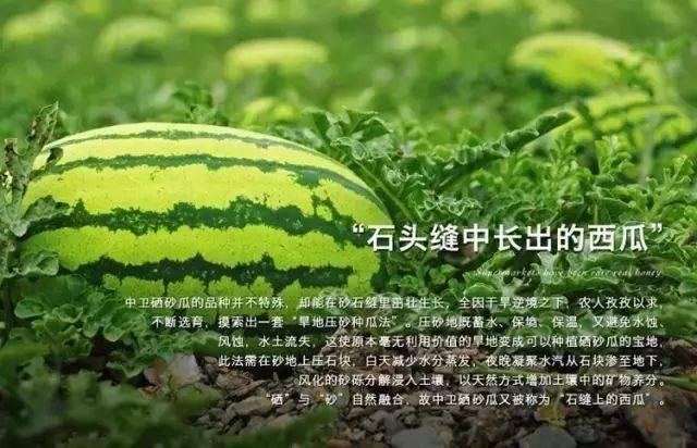 硒砂瓜产品定位(硒砂瓜地征收的补偿标准)-硒宝网