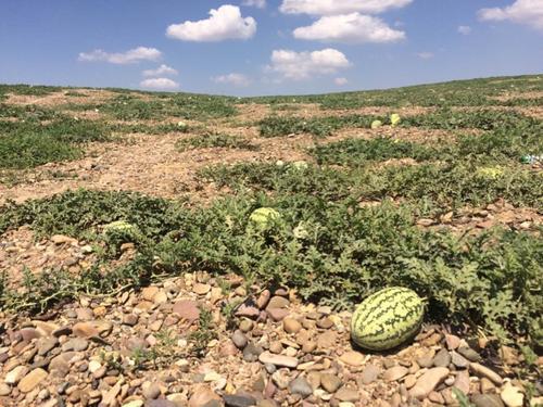 硒砂瓜产品定位(硒砂瓜地征收的补偿标准)-硒宝网