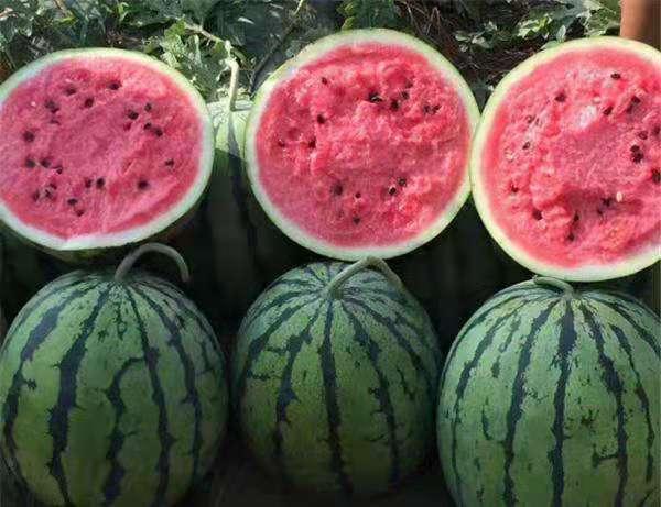 硒砂瓜产品定位(硒砂瓜地征收的补偿标准)-硒宝网