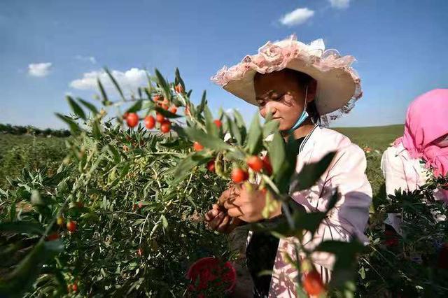 硒砂瓜产品定位(硒砂瓜地征收的补偿标准)-硒宝网