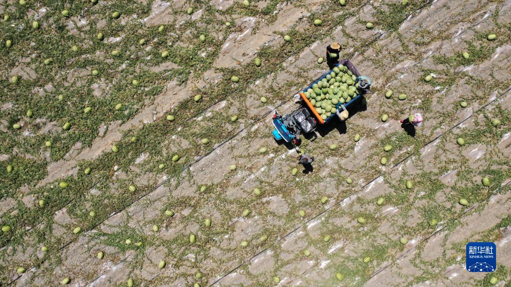 硒砂瓜产品定位（硒砂瓜产业调查报告）-硒宝网