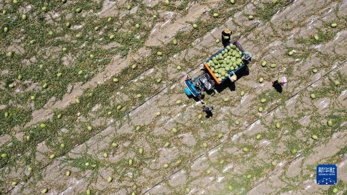 硒砂瓜产品定位（硒砂瓜产业调查报告）-硒宝网