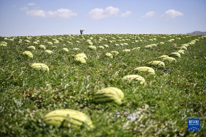 硒砂瓜产品定位（硒砂瓜产业调查报告）-硒宝网
