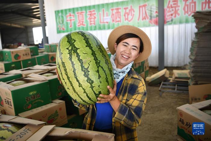 硒砂瓜产品定位（硒砂瓜产业调查报告）-硒宝网