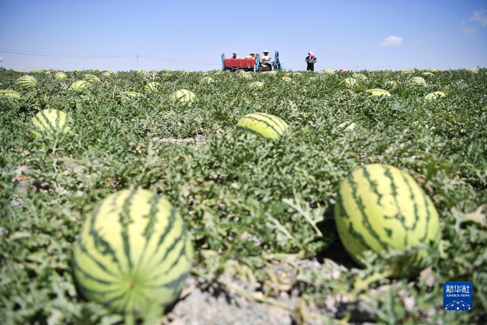 硒砂瓜产品定位（硒砂瓜产业调查报告）-硒宝网