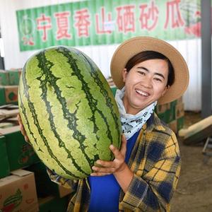 硒砂瓜产品定位（硒砂瓜产业调查报告）-硒宝网