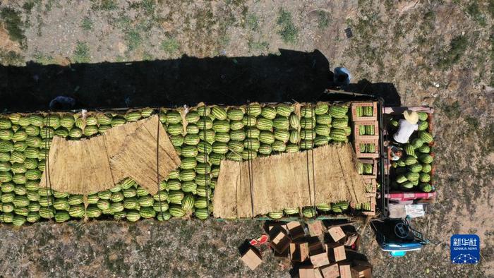 硒砂瓜产品定位（硒砂瓜产业调查报告）-硒宝网