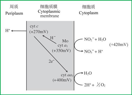 福硒酶产品说明（福硒酶有什么副作用）-硒宝网