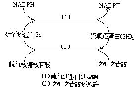 福硒酶产品说明（福硒酶有什么副作用）-硒宝网