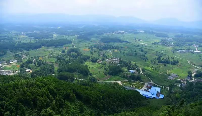 锌硒茶产品现状（锌硒茶的功效与作用）-硒宝网
