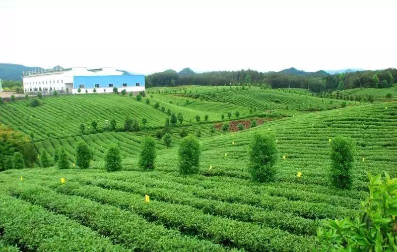 锌硒茶产品现状（锌硒茶的功效与作用）-硒宝网