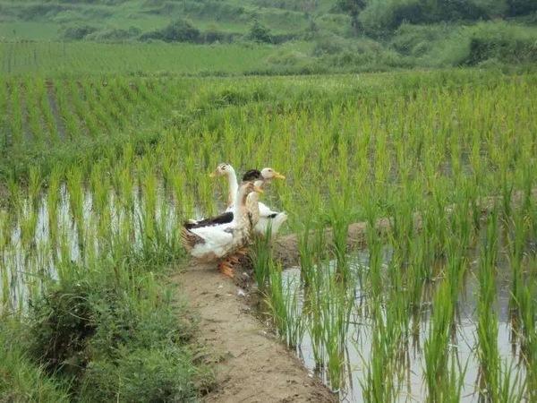 硒翠有什么产品(硒萃原材料是什么)-硒宝网